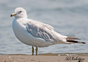 Larus delawarensis